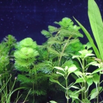 植栽から3日目　カボンバ